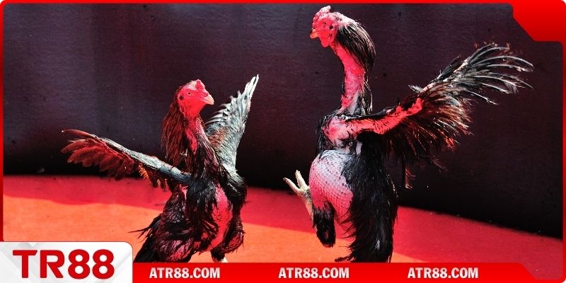 Các hình thức đá gà thịnh hành nhất hiện nay