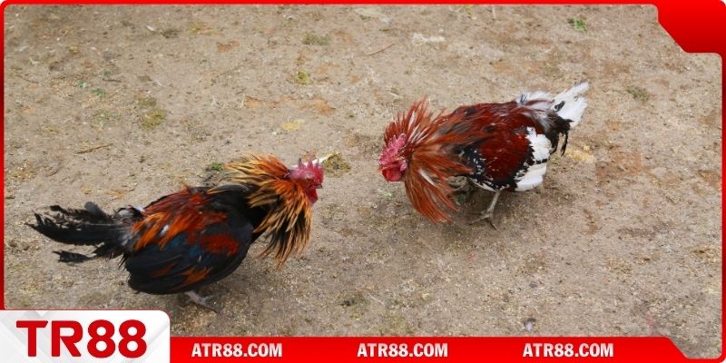 Cách chọn gà chiến thông minh uy tín