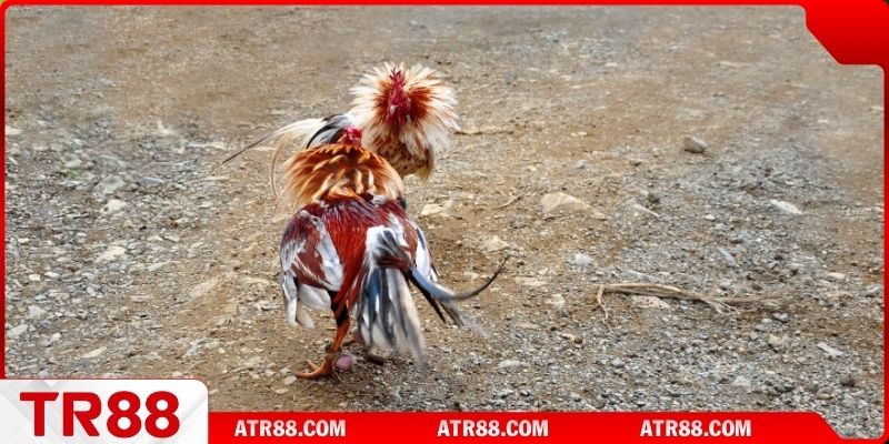 Chọn chiến kê thông minh và hiệu quả 