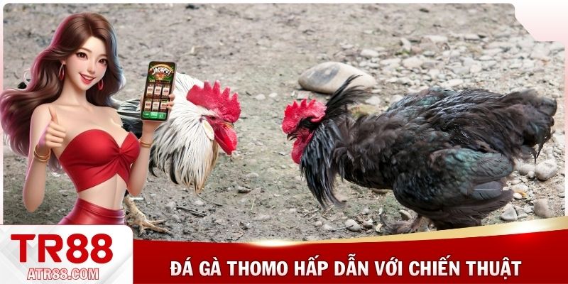Đá gà Thomo