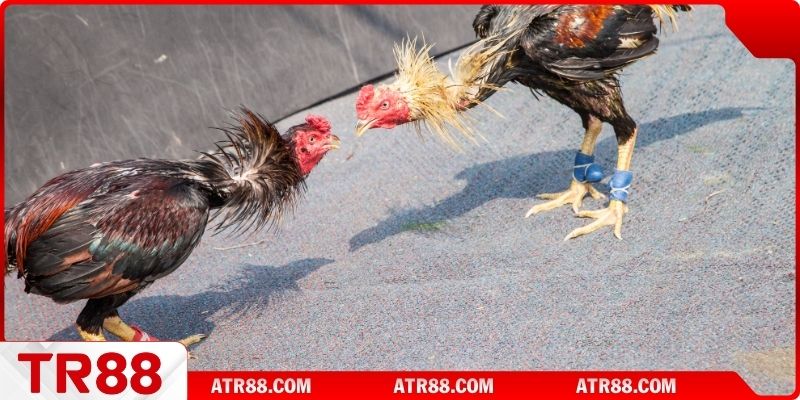 Đôi nét sơ lược về đá gà Thomo