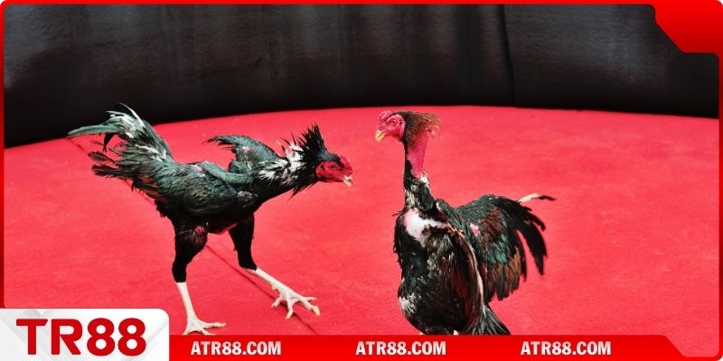 Giới thiệu kiến thức về đá gà Philippines