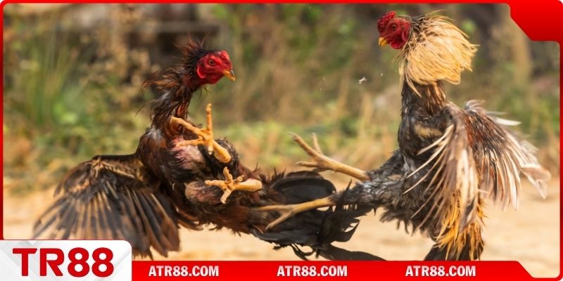 Khái niệm cơ bản về đá gà Tr88 