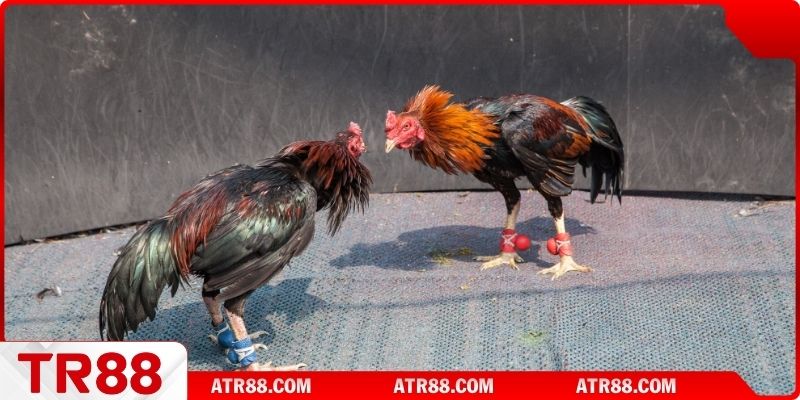 Khám phá thông tin về nuôi gà đòn