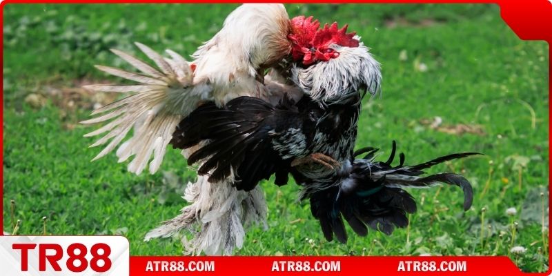 Liệt kê một số game đá gà hấp dẫn