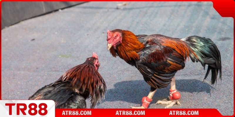 Lợi thế hấp dẫn mang lại cho thành viên