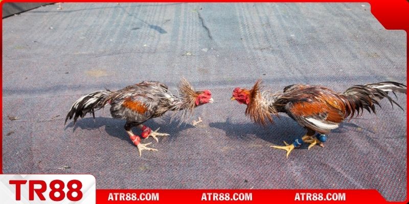 Mẹo chăm sóc gà đòn đạt hiệu quả cao