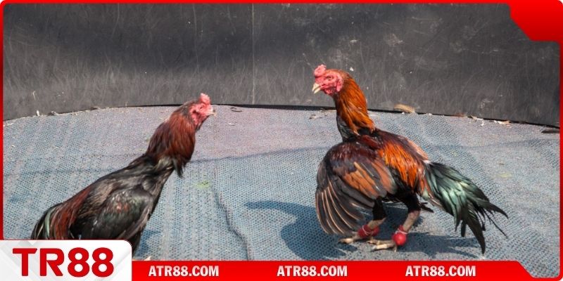 Thể lệ tham gia cơ bản cần nắm rõ